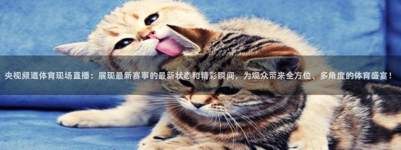 小九体育直播入口：央视频道体育现场直播：展现最新赛事的最新状态和精彩瞬间，为观众带来全方位、多角度的体育盛宴！